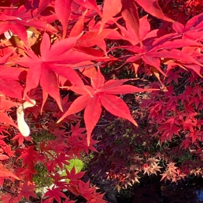 blblbebec's profile picture. 新潟 175 95 30代 バイ