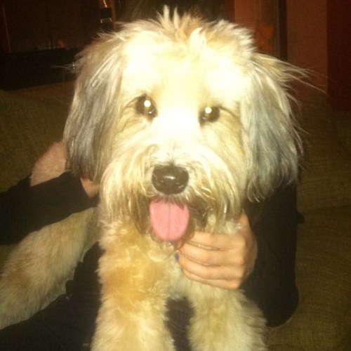 showing wheatens how to live the life