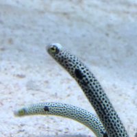 おむらいす_ME (@omeletrice_uot) Twitter profile photo