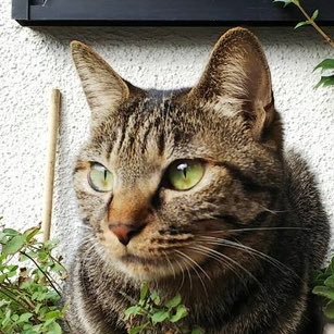 TokyoAnkyo1117's profile picture. #そうた散歩 都内近郊 #暗渠 や川,用水路や #都境 を歩いてYouTubeに編集した動画を投稿してる25歳/世田谷育ち/保育士 /YouTubeチャンネル #東京暗渠探検隊 編集長/#トマソン #残余地 #かもめん都境一周チャレンジ #地下鉄地上展望