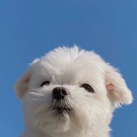 땅 (@chanijjang_) 's Twitter Profile Photo 땅 (@chanijjang_) 's Twitter Profile Photo