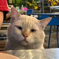 Queen NFTs (@queennfts09) 's Twitter Profile