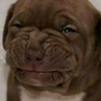 •_-Fck_yaAlex. (@fuckyoualex193) 's Twitter Profile