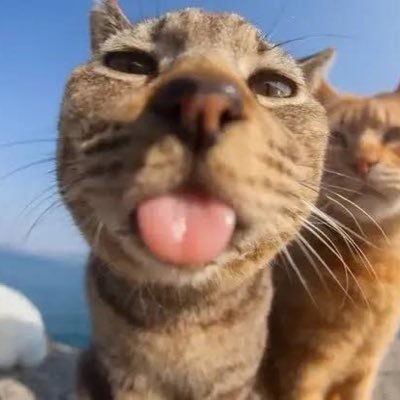 pusatkaradag19's profile picture. Kafamı artık kuma gömeceğim