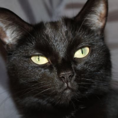 Bobstherealist's profile picture. MAKE ENGLAND GREAT AGAIN!
PATRIOT, CHRISTIAN, LOVE MY COUNTRY LAND OF HOPE AND GLORY. STOP THE BOATS! ✝️🏴󠁧󠁢󠁥󠁮󠁧󠁿🙏🇬🇧✝️