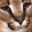 GingerAnimated's profile image