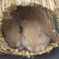 Buttons & Cooper Mini-lops (@cuteminilops) 's Twitter Profile