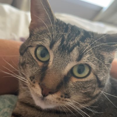 Looper4Hire's profile picture. 