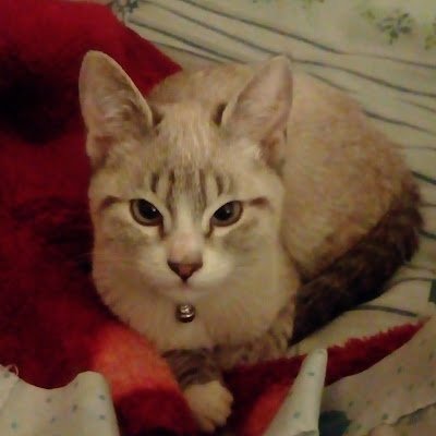 DianaEstra73136's profile picture. 