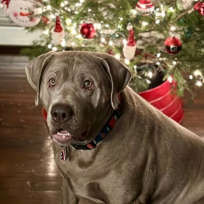 Silver Labrador Retriever …. I ❤️ The New York Yankees , New York Giants and The Grateful Dead. “Inspiration, move me brightly “
