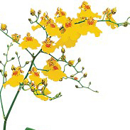 EdmontonFlorist's profile picture. Providing exquisite floral designs since 1992. Edmonton's #1 florist and flower shop.