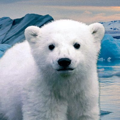RIP Knut, the worlds most beloved polarbear x Gw9saRvRTQUyMmYBabsGibceFaFe4RKK18nrbWYZpump