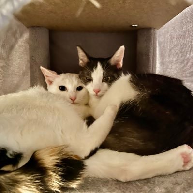 abcde465308971's profile picture. ネコ(エネルギー源)(アレルゲン)