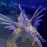 lionfish_report's profile picture. 
