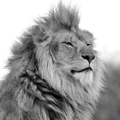 ho4ng4n's profile picture. 