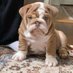 Bulldog Lover community (@bulldogclub6) Twitter profile photo Bulldog Lover community (@bulldogclub6) Twitter profile photo