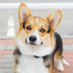 Corgi Lover Community (@communityl20645) Twitter profile photo Corgi Lover Community (@communityl20645) Twitter profile photo
