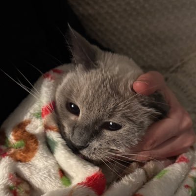 arshamamamamama's profile picture. 