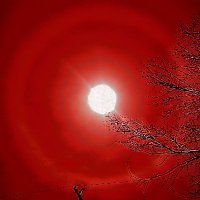 BEAR (@papabear_1981) 's Twitter Profile