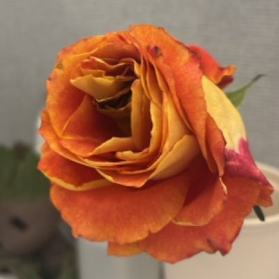 sjkim_ahrd's profile picture. Senior Programme Officer @SwedeninAP, formerly @forum_asia. #HumanRightsDefenders #BizHumanRights #DigitalRights #Gender -Views my own. 인권.환경.리코타치즈.맥주사랑.만화.여행.