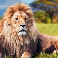 Aslan (@birsnmmagduru) 's Twitter Profile