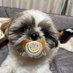 どぎーまん (@dogiman0422) Twitter profile photo どぎーまん (@dogiman0422) Twitter profile photo