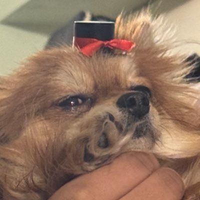 HorizonMaze's profile picture. He/Him 19 Bisexual Menace -@HaaaGayyyyyyy my silly goose