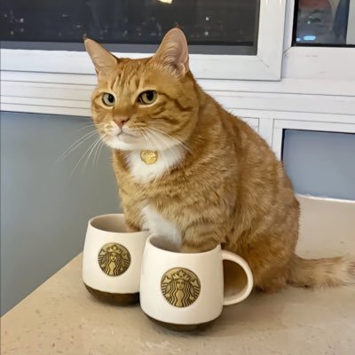 melontroop's profile picture. 找点位买btc eth doge sol 别信kol的鬼话 不客气