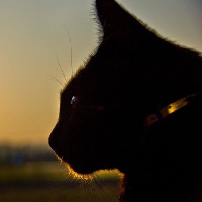 osaneko_san's profile picture. job: すっぴん | サバティカル休暇中 | 日常アカウント | postは個人の発言であり所属先とは関係ありません | note: https://t.co/t5C06TVjQP | GoogleローカルガイドLv.6 | 中国占星術研究家 | 毛皮骨肉店常連