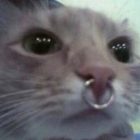 mikkie (@mikkielamas) 's Twitter Profile Photo mikkie (@mikkielamas) 's Twitter Profile Photo