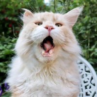 MeowMoments🐈🇺🇸 (@momentsofmeow) 's Twitter Profile