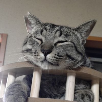 たにやん🏕️さんのプロフィール画像