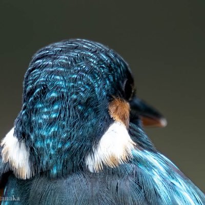 toritori_nikon's profile picture. 近所の公園で偶然カワセミに会い、カワセミ撮影に興味を持ち現在に至る。息をのむような水際の写真を目標に日々精進しています。