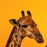 BlagoDmx's profile picture. Цветя и рози