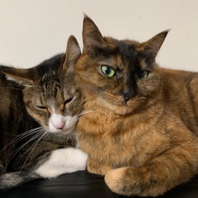 e0ejus2's profile picture. 2024年から専業主夫🧔子供3👶犬2🐶猫2🐱毎日バタバタとーたん🥸