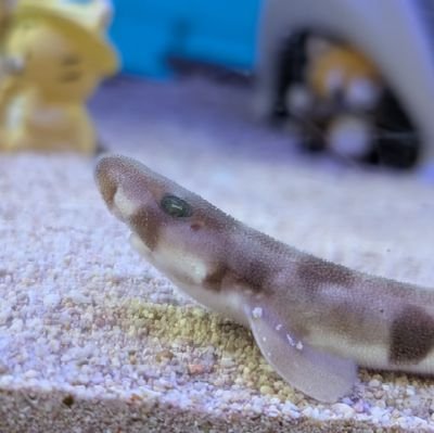 Neroさんのプロフィール画像