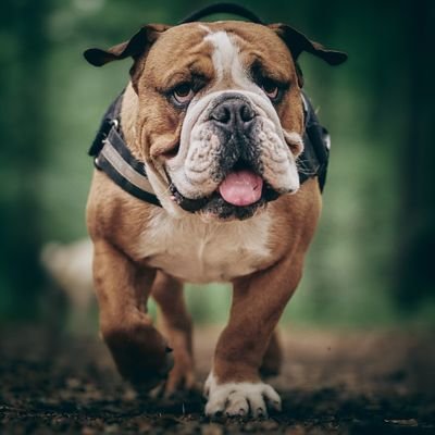 🐾Welcome to @club16274bull
🦮We share daily #bulldog contents
👉Follow us if you really love #bulldog🐾