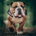 Bulldog Lovers Club 🇺🇲 (@club16274bull) Twitter profile photo Bulldog Lovers Club 🇺🇲 (@club16274bull) Twitter profile photo