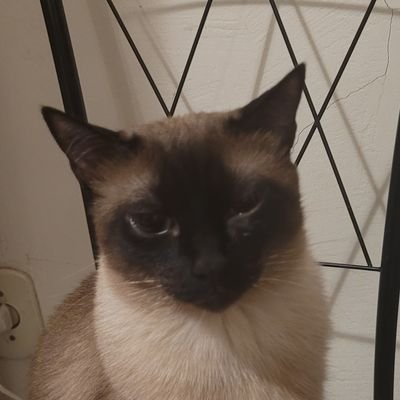 cerginhodeni's profile picture. 
