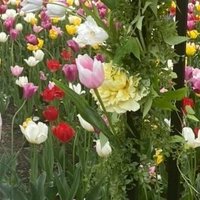 ゆにくるみん (@uni_ku_dol) 's Twitter Profile Photo