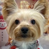 犬好きなおっさん (@yptoer8nynwerbq) Twitter profile photo