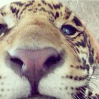 𝟕𝟕𝟕 (@kaloopsiia) 's Twitter Profile