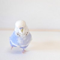 のっさん🦖R6 9/3☺︎ (@puripuriakachan) 's Twitter Profile Photo のっさん🦖R6 9/3☺︎ (@puripuriakachan) 's Twitter Profile Photo