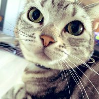 Dá Rén(猫) (@tenmogakuteki) 's Twitter Profile