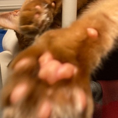 シノンさんのプロフィール画像