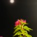 عطر السحاب🌧️ (@soso238023) Twitter profile photo عطر السحاب🌧️ (@soso238023) Twitter profile photo
