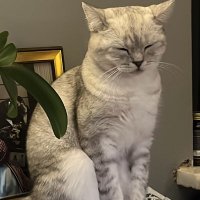 Beyza (@sultanibeyza) 's Twitter Profile