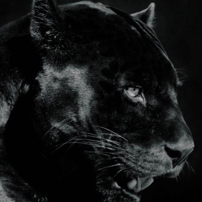 poizndgirl's profile picture. peculiar creature