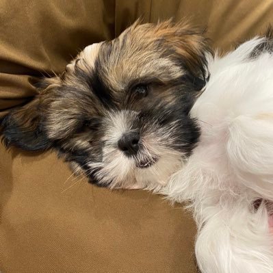 shazam33's profile picture. Lucky Lefty.