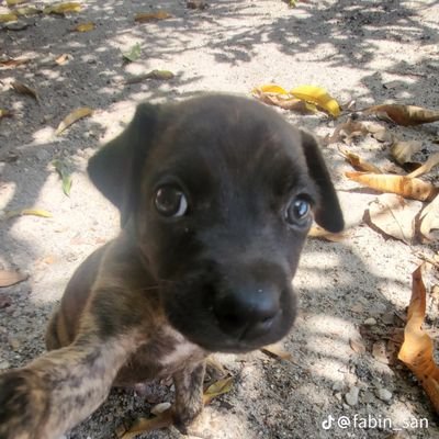 Lemon_Reee's profile picture. Amo Bloons TD 6